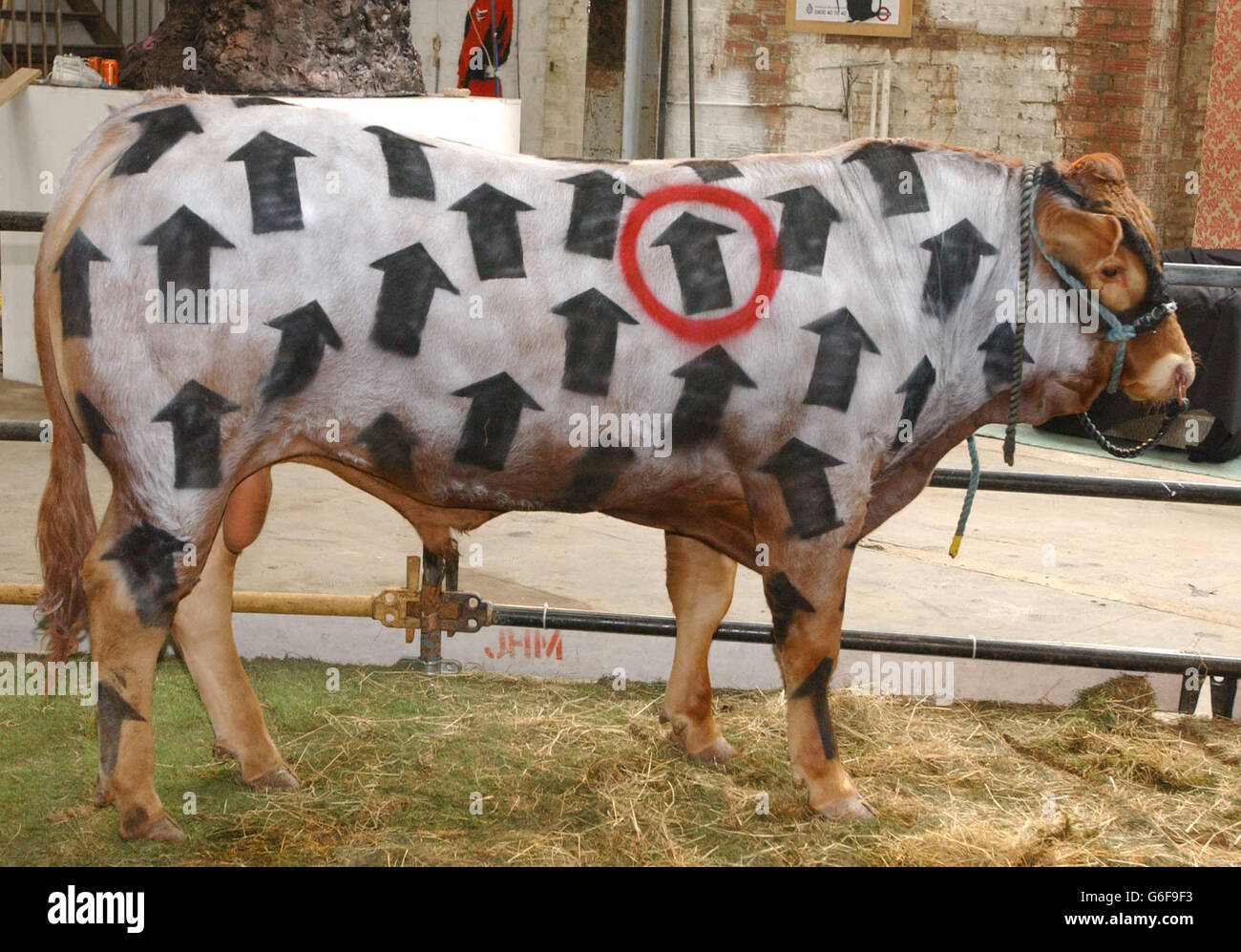 30 MAGGIO: Oggi, nel 1990, il governo francese ha vietato tutte le importazioni di carne bovina britannica e di bovini vivi a causa di timori per l'ESB, o la malattia della mucca pazza. Una mucca dipinta dall'ultima mostra dell'artista di graffiti di culto Banksy in un luogo segreto a Shoreditch, a est di Londra. Le immagini dello stencil anti-establishment di Banksy possono essere viste su muri e ponti in tutta Londra, nel Regno Unito e all'estero. * la mostra è in corso fino al 21 luglio e l'indirizzo del luogo è disponibile all'indirizzo www.banksy.co.uk/turfwar. Foto Stock