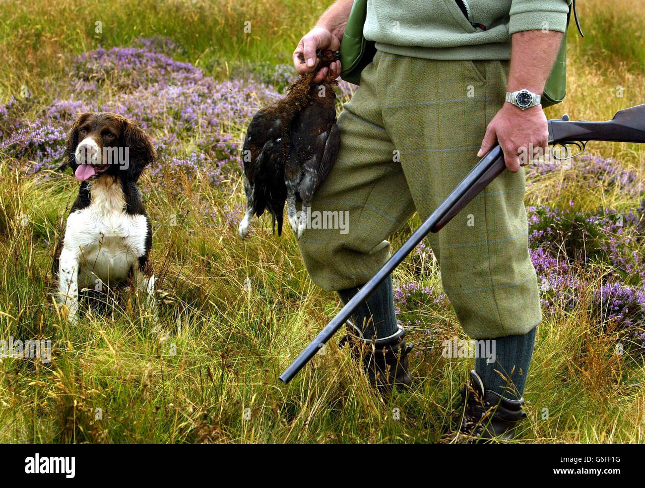 Il guardiano Alex Hogg lavora la terra con il suo cane Tilly, all'inizio della stagione di tiro al gallo a Eddleston, Scozia. I tiratori sono stati avvertiti che potrebbero lottare per trovare il gallo mentre la stagione di caccia è stata avviata - perché l'ondata di calore ha inviato gli uccelli alla ricerca di acqua. Il glorioso dodicesimo ha segnato l'inizio della tradizionale stagione di tiro in Scozia e nel nord dell'Inghilterra. Foto Stock