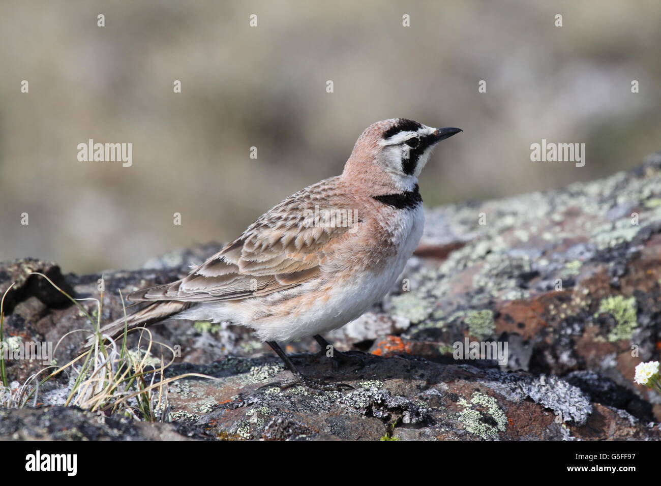 Giovani cornuto lark (o la sponda allodola) mostra un profilo laterale Foto Stock