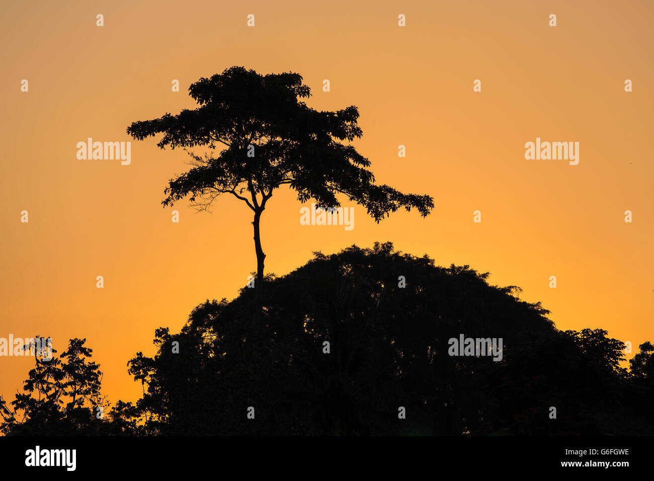 Silhouette di alberi nella giungla tropicale o savana africana contro il cielo al tramonto Foto Stock