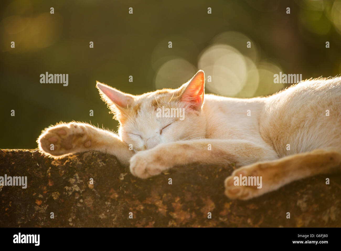 Gatto randagio giacente dormire fuori. Girato in controluce al tramonto con il bellissimo bokeh di fondo. Profondità di campo. Foto Stock