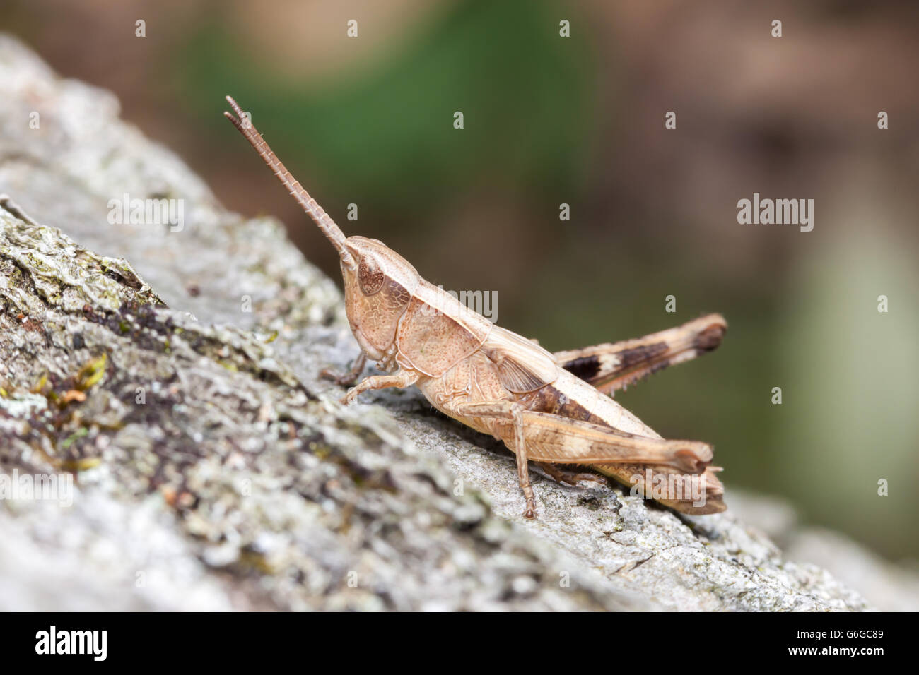 Una spruzzata Grasshopper (Chloealtis conspersa) terza Instar posatoi sulla caduta di un tronco di quercia. Foto Stock