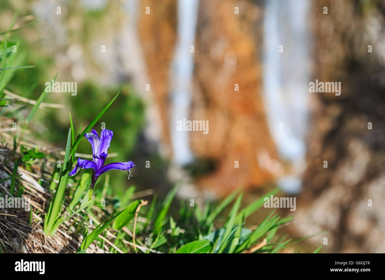 Iris cascate di fiori in estate sfondo blured Foto Stock