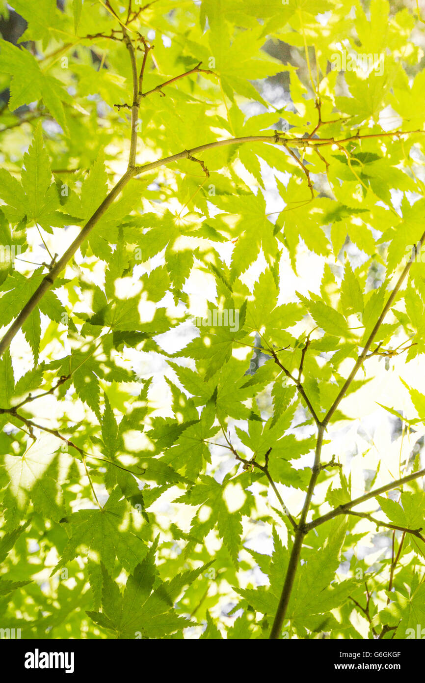 Foglie di colore verde in presenza di luce solare - sfondo ad albero Foto Stock