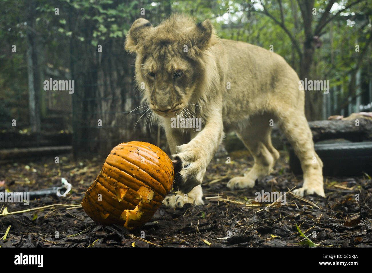 Ketan il cucciolo di leone asiatico di 11 mesi gioca con una zucca intagliata come animali ai Giardini Zoo di Bristol, Bristol godere di prelibatezze spooky nella stagione trick-or-treat e correre fino a Hallowe'en notte. Foto Stock