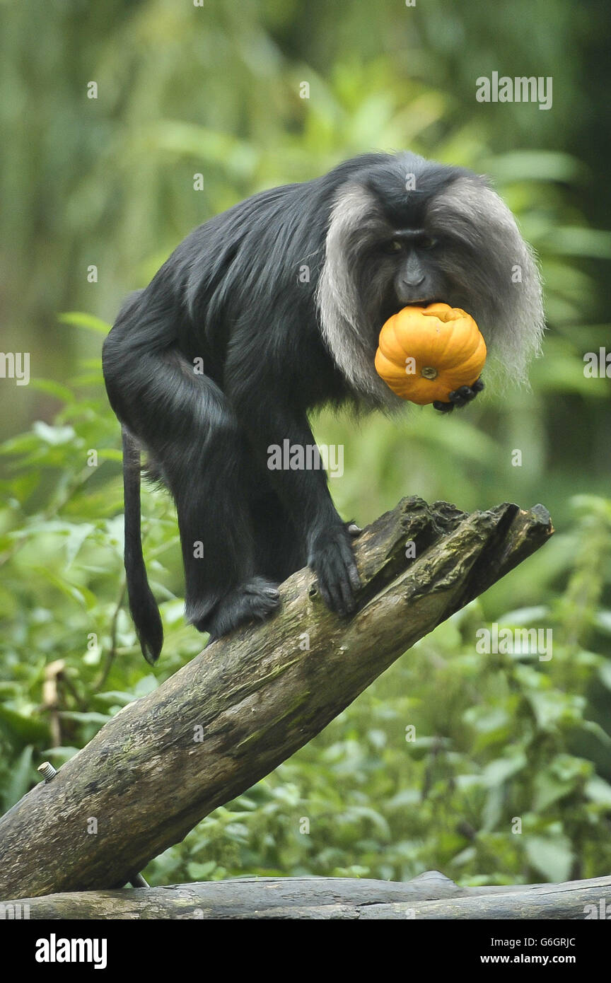 Scimmie macaque Godetevi le delizie di zucca intagliate mentre gli animali ai Giardini Zoo di Bristol, Bristol, godetevi le delizie a tema spooky nella corsa fino a Hallowe'en notte. Foto Stock