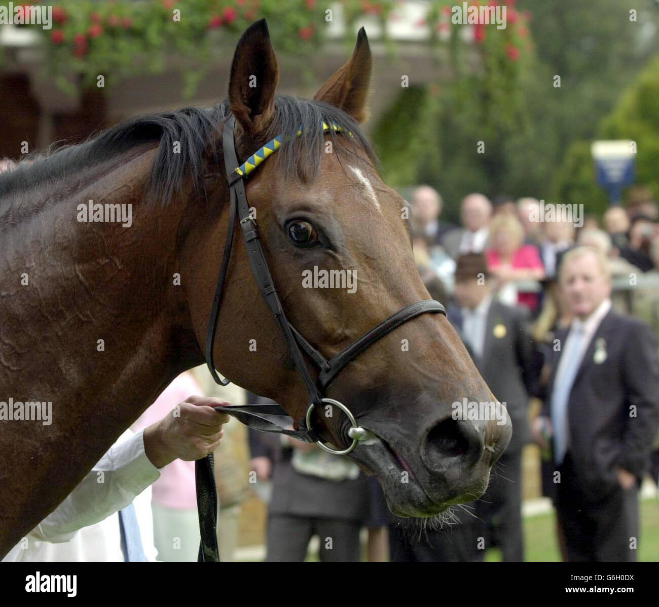 La regina Elisabetta II Stakes. Falbrav d'Irlanda, nella recinzione vincente dopo la regina Elisabetta II Stakes ad Ascot. Foto Stock