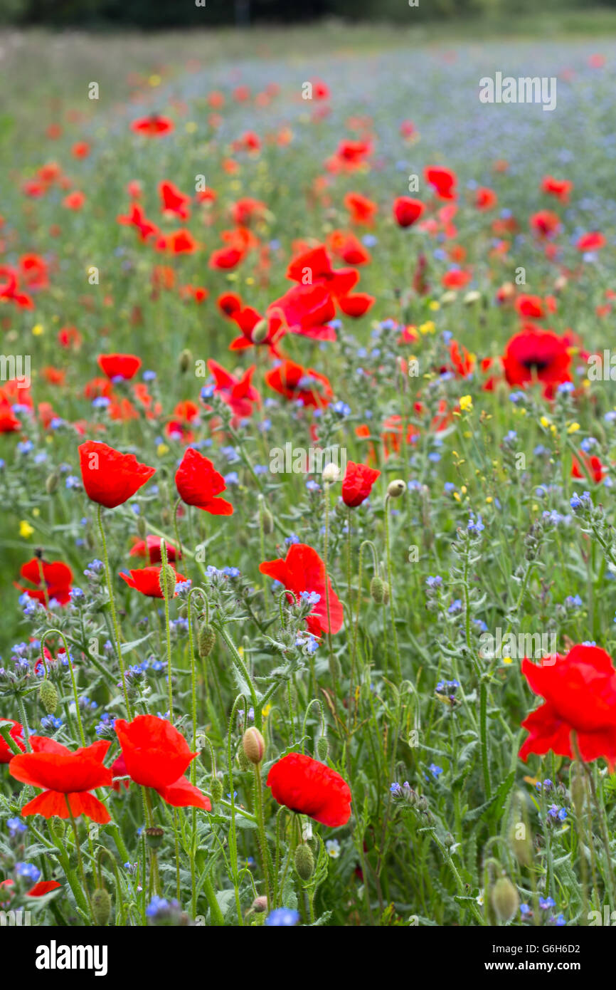 Un campo pieno delle Fiandre di papavero (Papaver rhoeas) prese a Durham in Inghilterra. Foto Stock