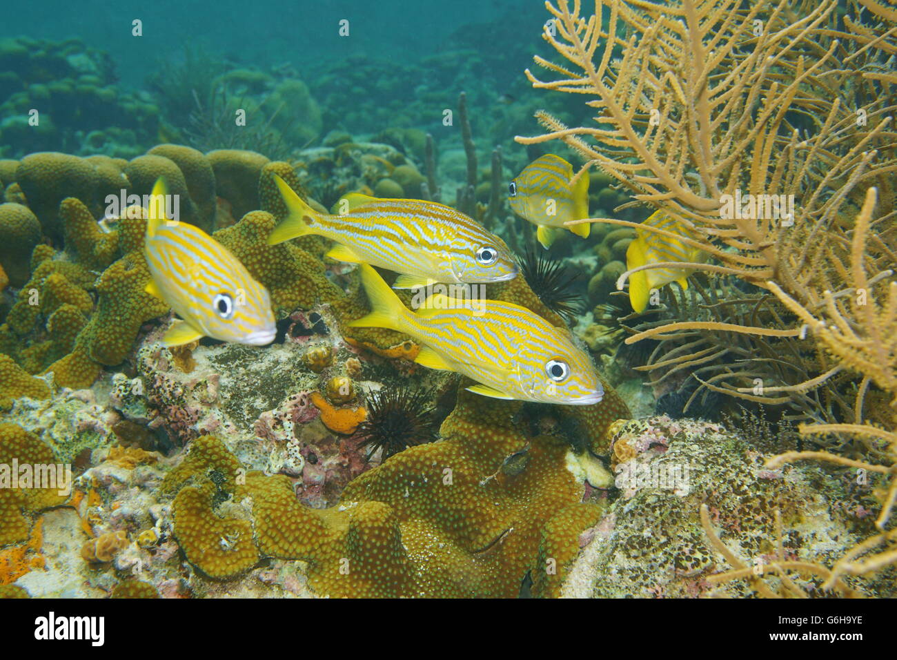Pesci tropicali grunt francese, Haemulon flavolineatum, subacquea in una barriera corallina del Mar dei Caraibi Foto Stock