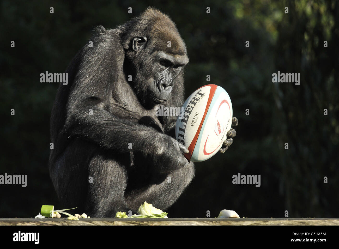 Komale il Western Lowland Gorilla ispeziona una palla di rugby che è stata inserita nel recinto dei gorilla allo Zoo di Bristol come parte del loro programma di arricchimento, dove viene dato loro qualcosa per stimolare e incoraggiare comportamenti giocosi. Foto Stock