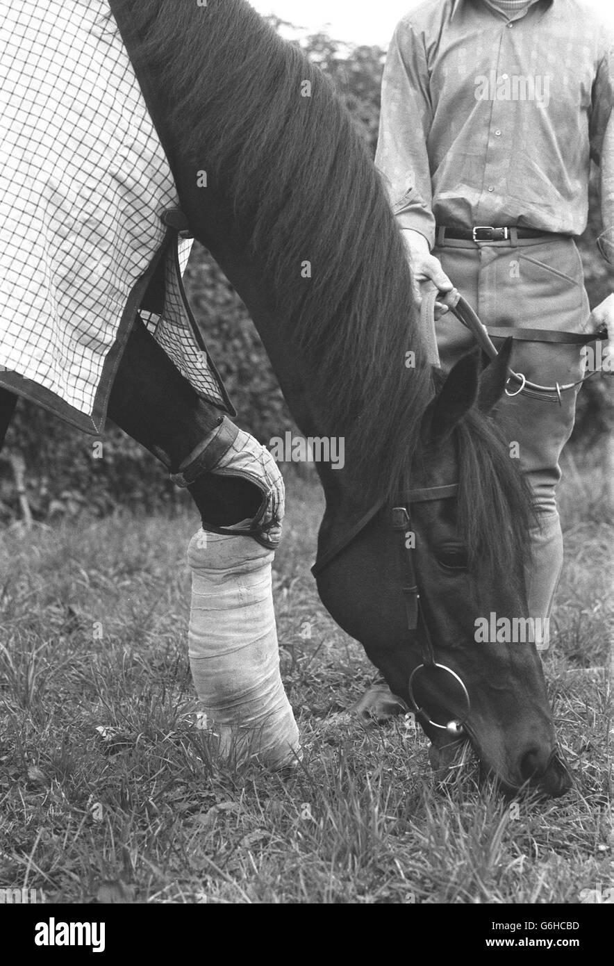 Mill Reef gamba ferita Foto Stock