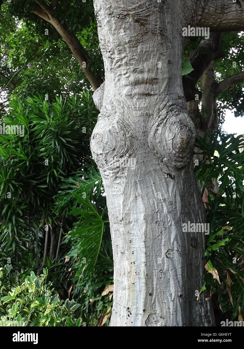 Nodoso albero in una forma femminile Foto Stock