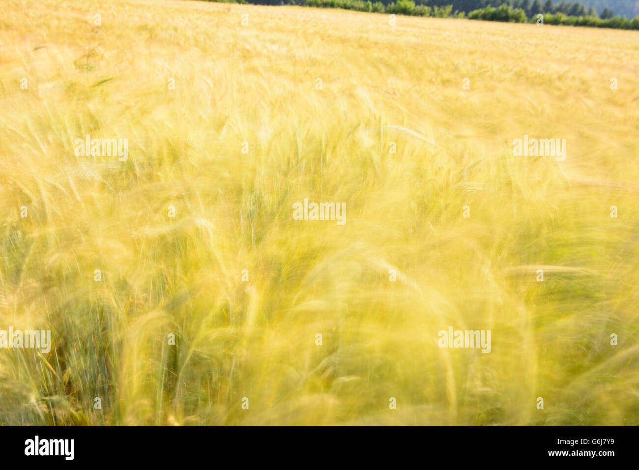 Campo di segale mosse dal vento, Hochwolkersdorf, Austria, Niederösterreich, Bassa Austria, Wiener Alpen, Alpi Foto Stock