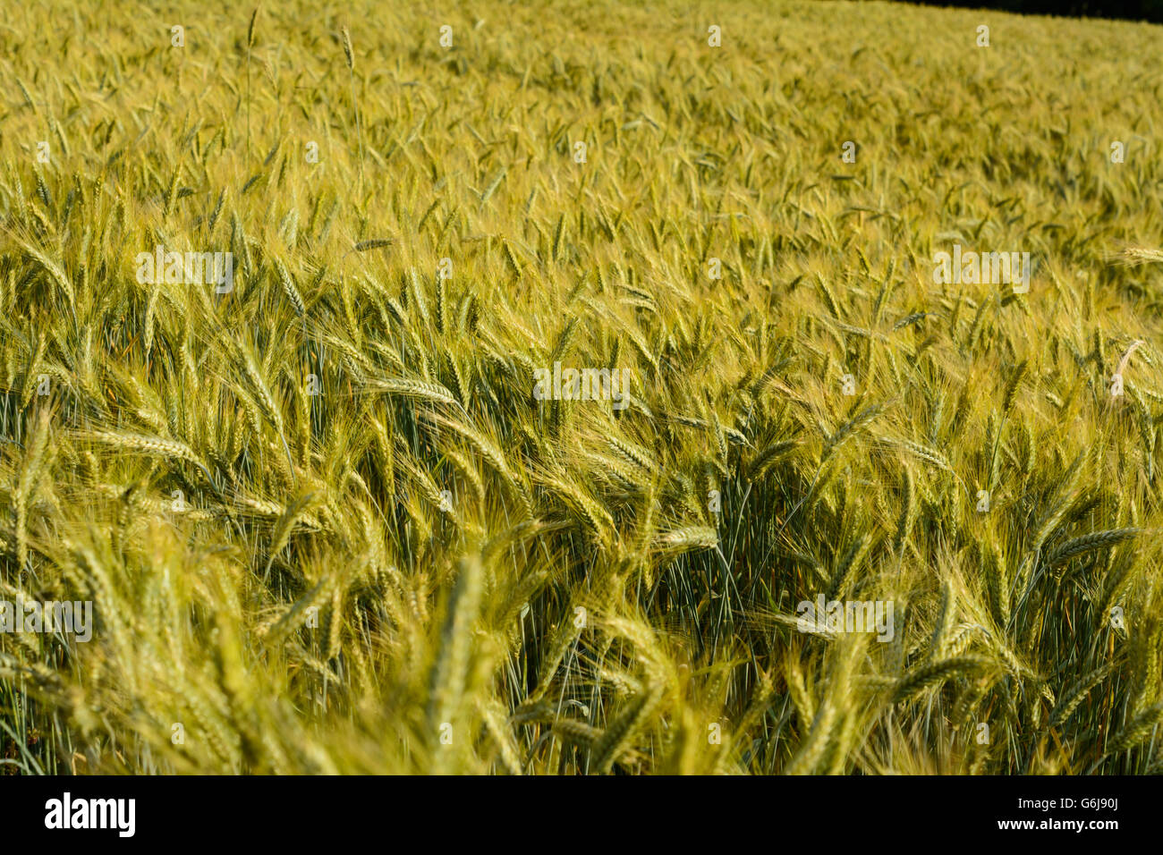 Campo di segale mosse dal vento, Hochwolkersdorf, Austria, Niederösterreich, Bassa Austria, Wiener Alpen, Alpi Foto Stock