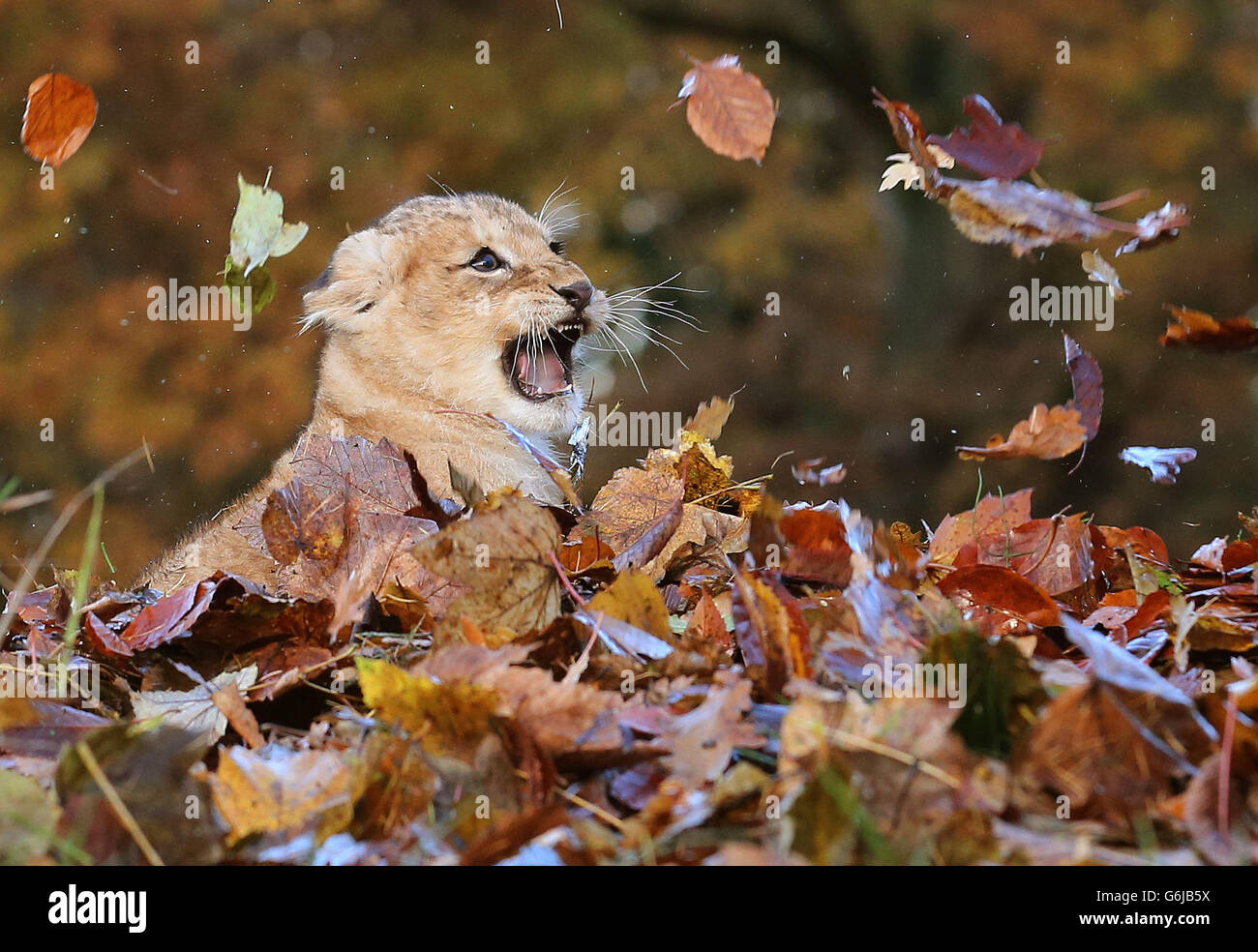 Karis, un cucciolo di leone di undici settimane, gioca in foglie cadde  spazzolate dai custodi nel suo recinto al Blair Drummond Safari Park,  vicino a Stirling, Scozia centrale Foto stock - Alamy