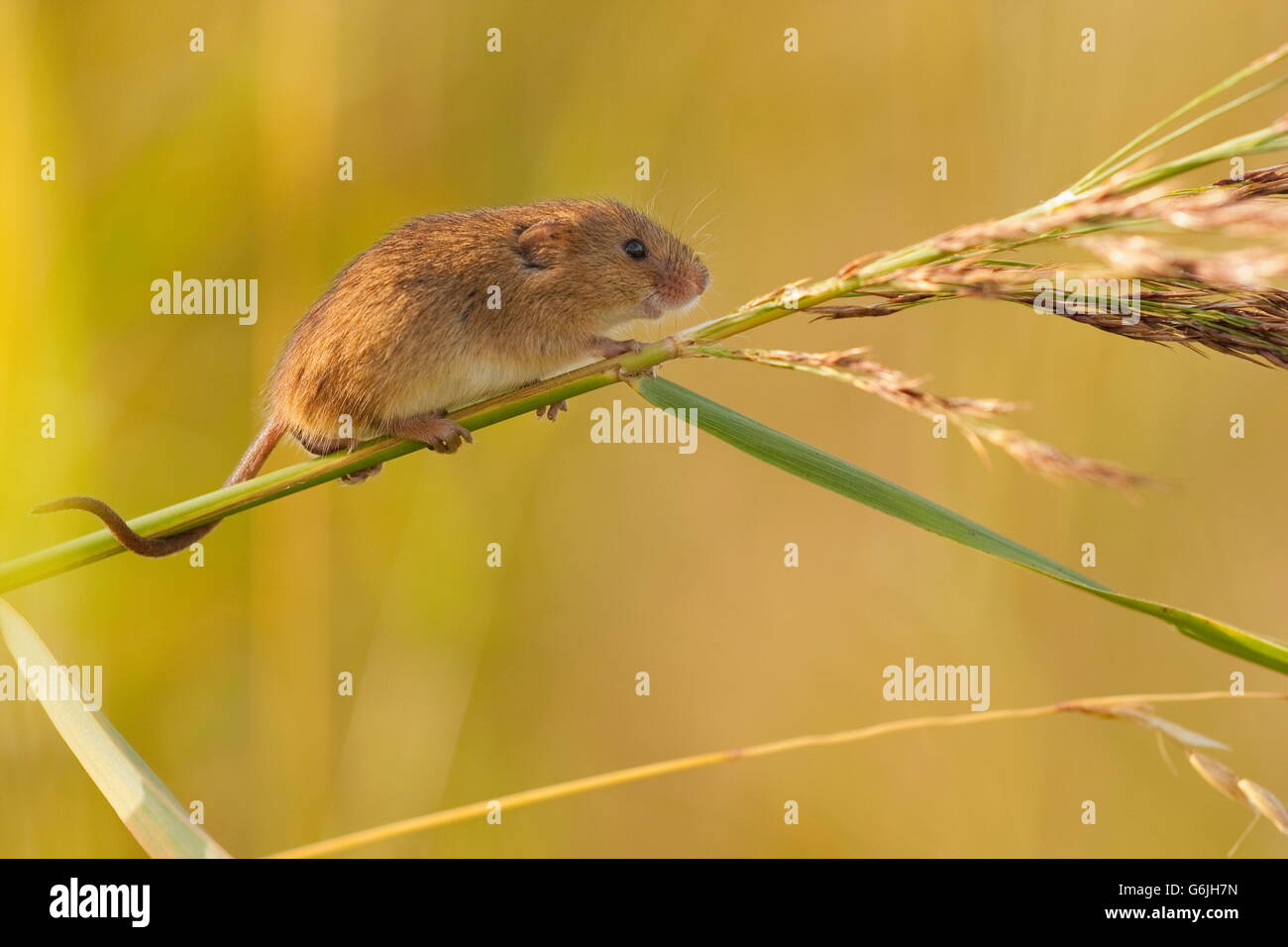 Harvest mouse, Germania / (Micromys minutus) Foto Stock