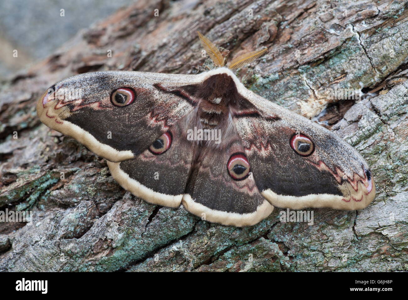 Giant Peacock Moth, maschio, Germania / (Saturnia pyri) Foto Stock