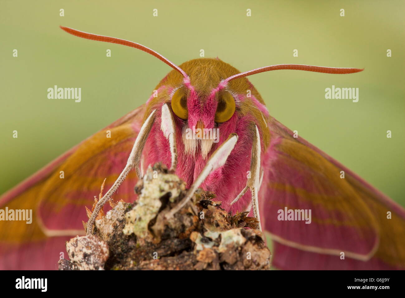 Elephant Hawk-moth, Germania / (Deilephila elpenor) Foto Stock