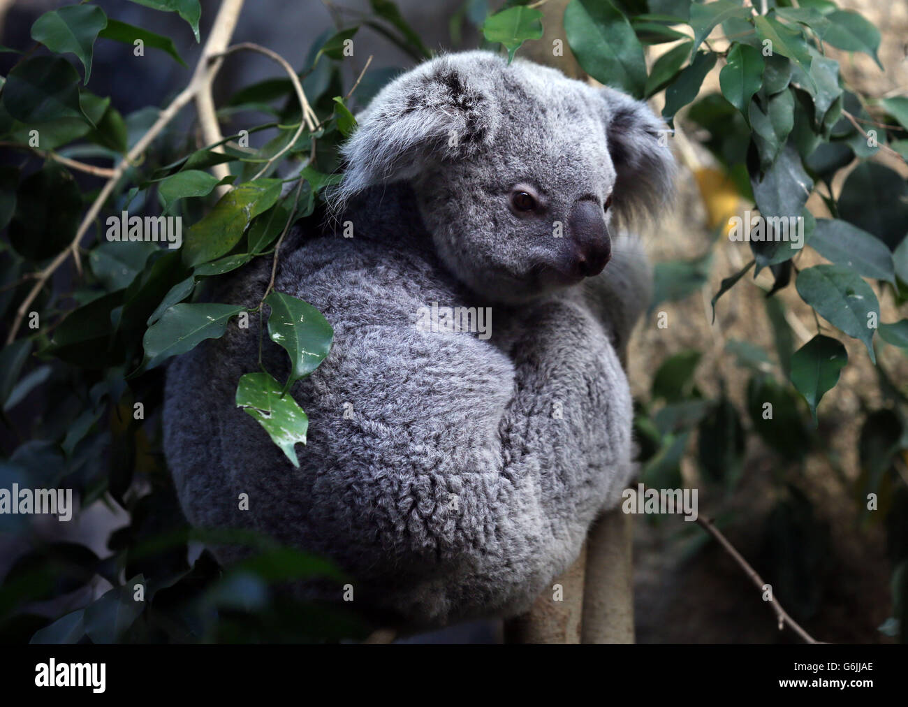 Koala allo Zoo di Edimburgo. Un koala si siede in un albero come lei sta portando il suo nuovo joey nella sua custodia allo Zoo di Edimburgo. Foto Stock