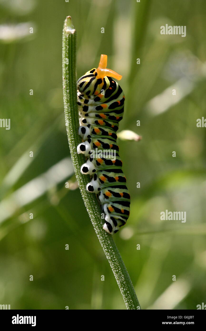 Il vecchio mondo a coda di rondine, Caterpillar, Germania / (Papilio machaon) Foto Stock