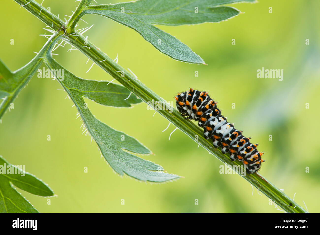 Il vecchio mondo a coda di rondine, Caterpillar, wild carota, Germania / (Papilio machaon) (Daucus carota) Foto Stock