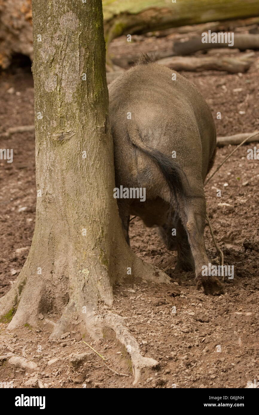 Il cinghiale, ibrido, Germania / (Sus scrofa) Foto Stock