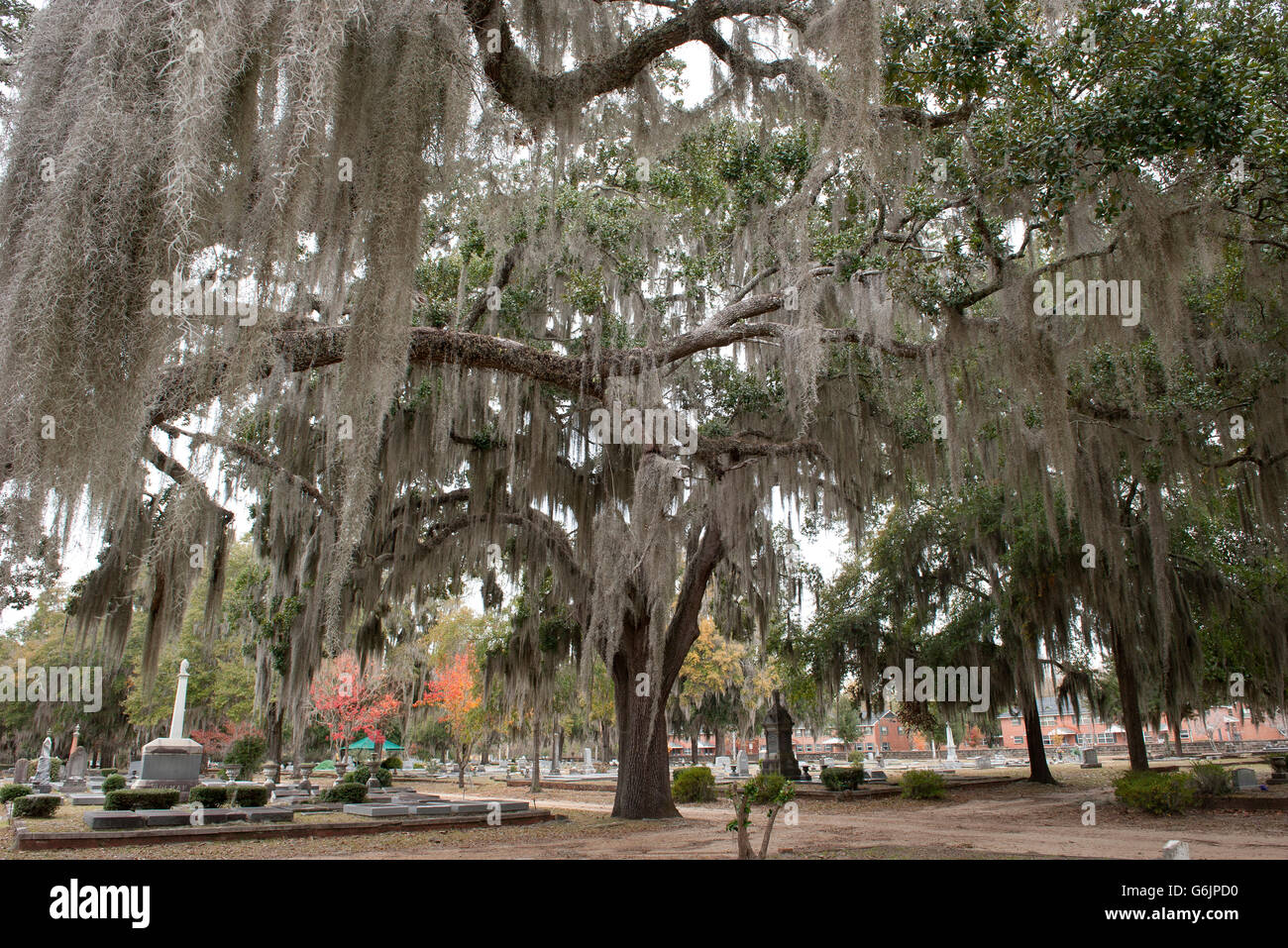 Live Oak tree ricoperti di muschio Spagnolo nel vecchio Live Oak cimitero, Selma, Alabama, STATI UNITI D'AMERICA Foto Stock