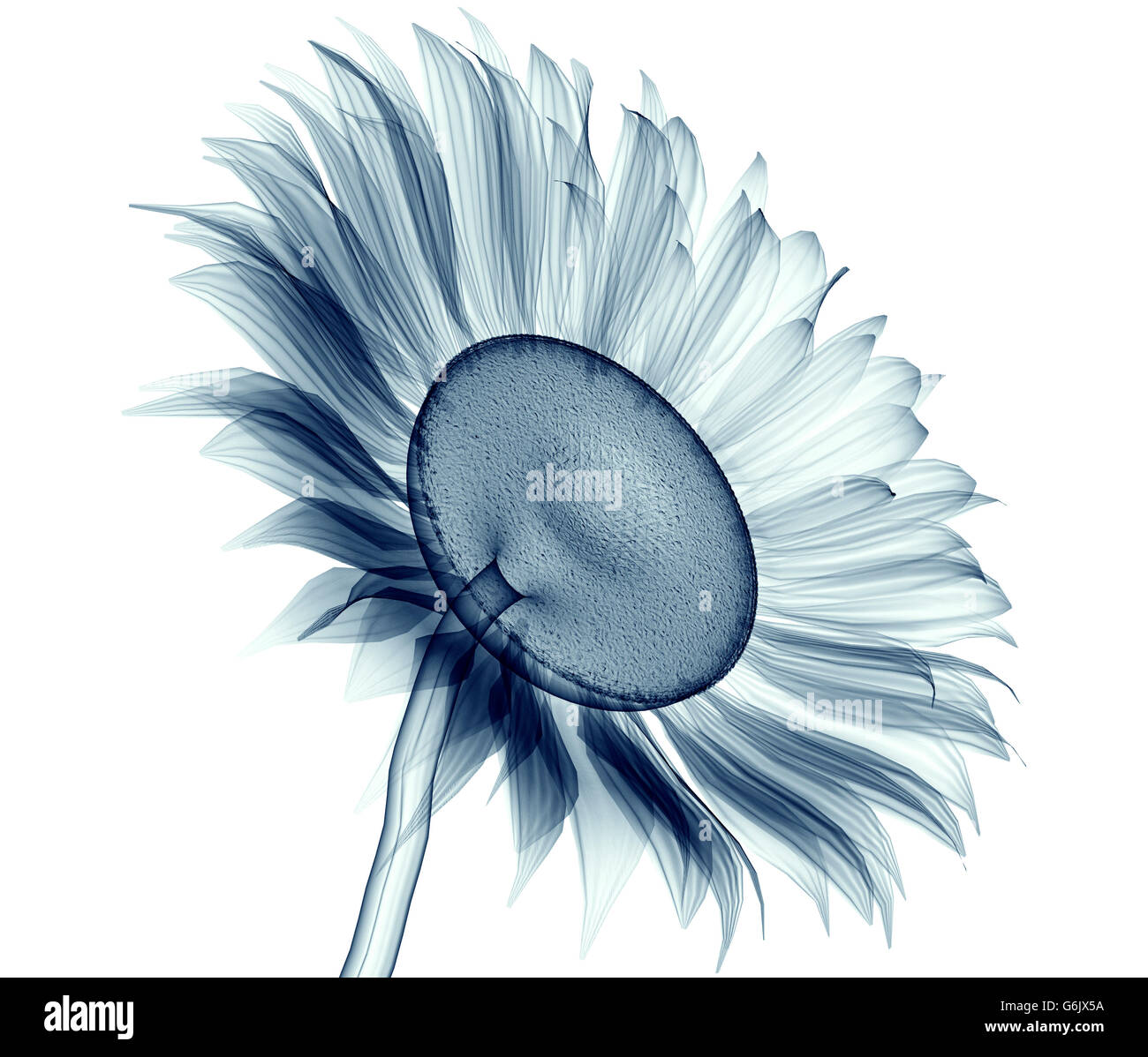 Immagine a raggi x di un fiore isolato su bianco , il girasole 3d illustrazione Foto Stock