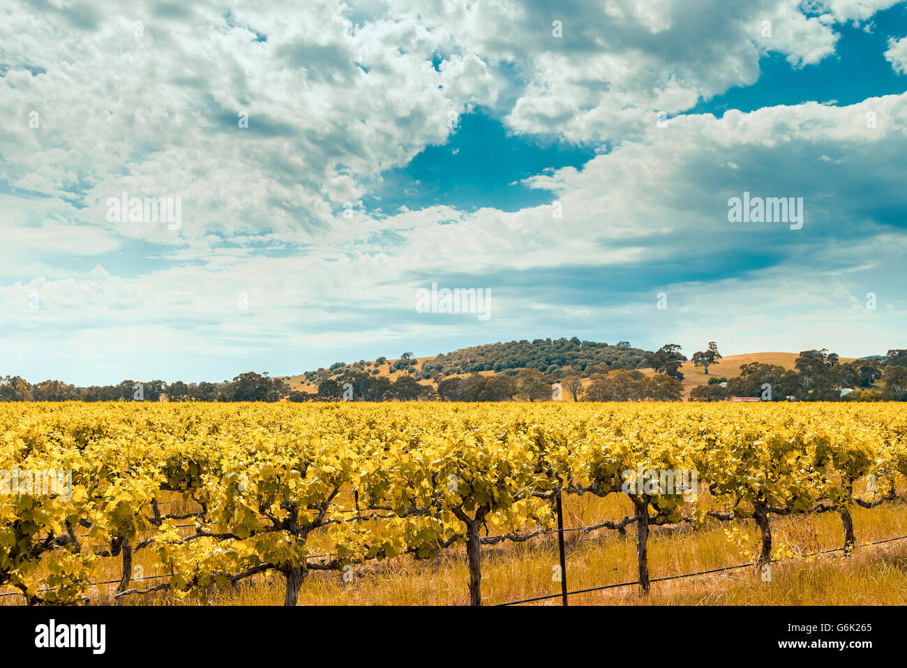 Il pittoresco Barossa Valley in colori di giallo, Sud Australia. Colore effetto tonificante applicata Foto Stock