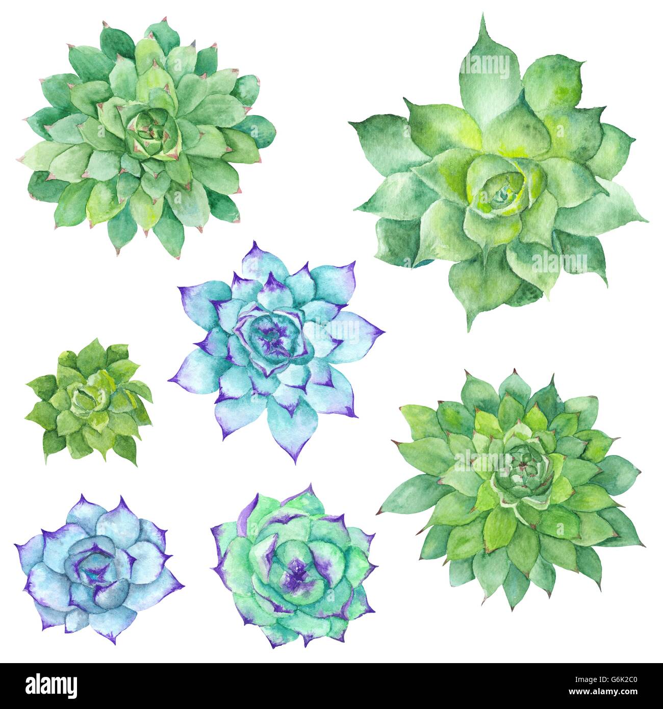 Dipinto a mano illustrazione botanica con tre verdi piante tropicali isolati su sfondo bianco, Sempervivum illustr botanico Foto Stock