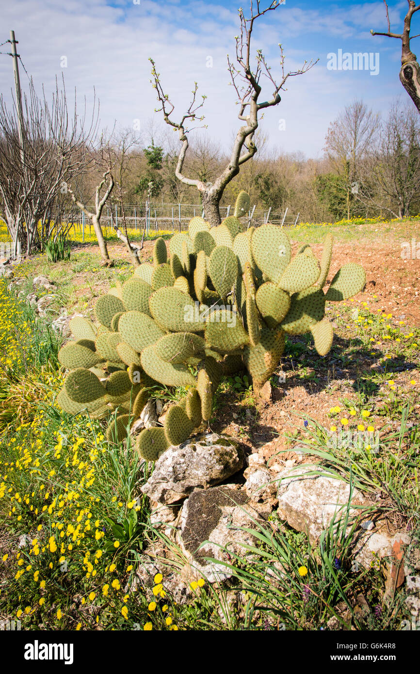 Spontanea pianta di cactus nel clima mediterraneo del sud Italia. Foto Stock