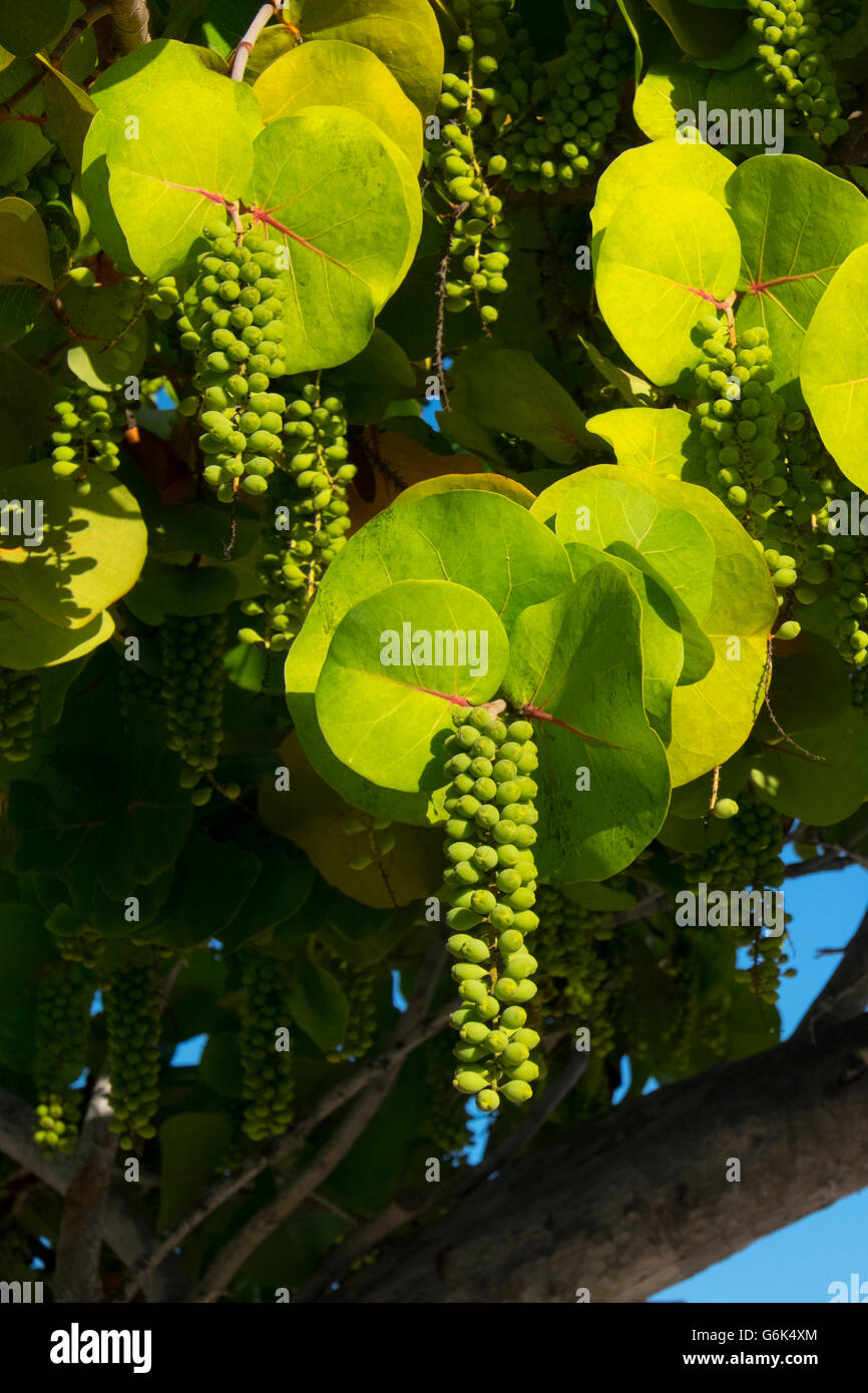 Coccoloba uvifera frutta, Colliers Beach, Grand Cayman Foto Stock