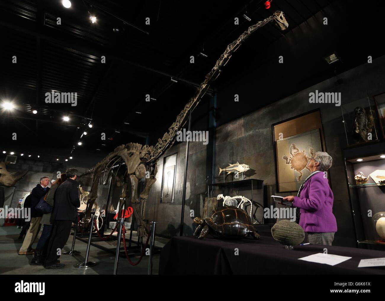 Gli offerenti ammirano l'esemplare lungo 17 metri di un Diplodocus Longus a collo lungo che sarà messo all'asta al Summers Place Auctions in West Sussex. Secondo gli esperti è la prima vendita nel Regno Unito di un grande scheletro di dinosauri. Foto Stock