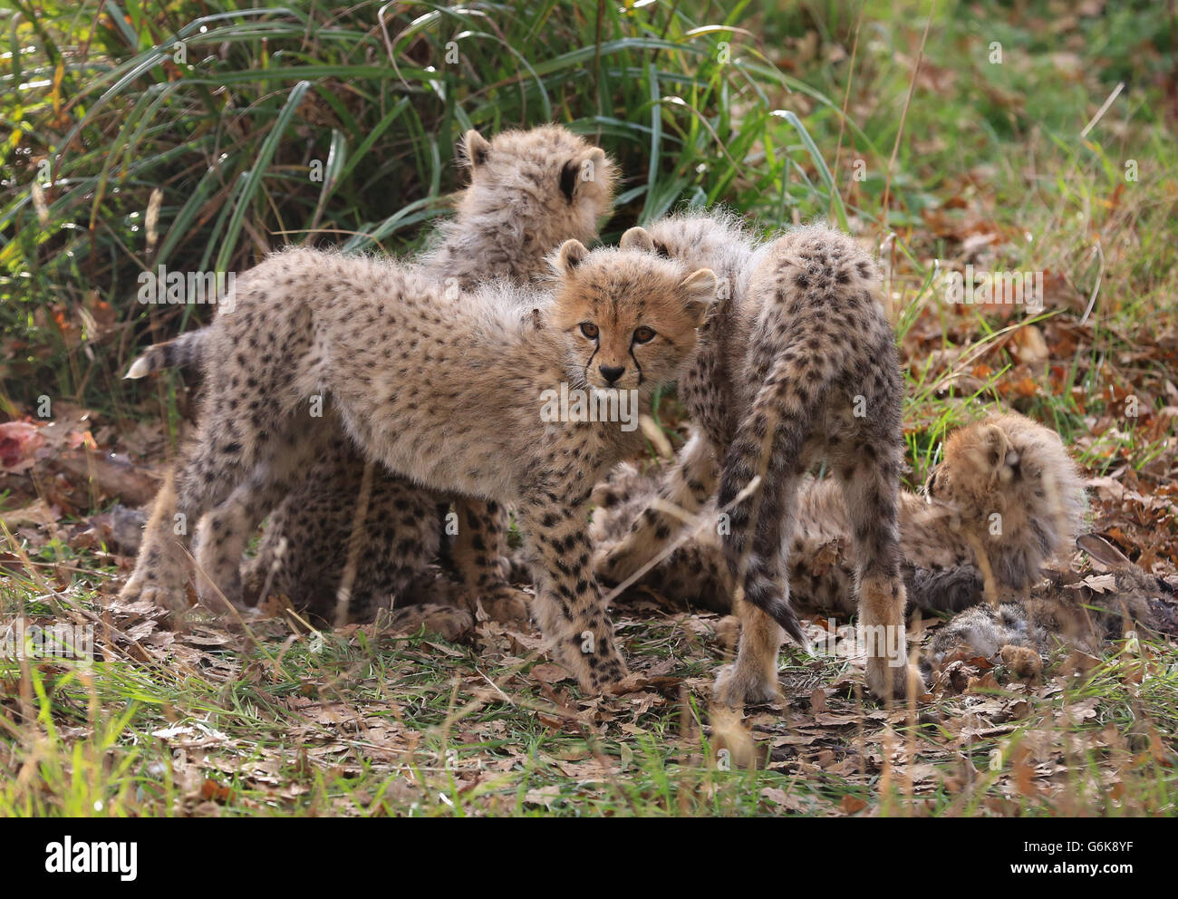 Quattro cuccioli di Chetah del Sud ancora senza nome giocano nel loro recinto mentre fanno il loro debutto pubblico al Port Lympne Wild Animal Park vicino Ashford, Kent. Foto Stock