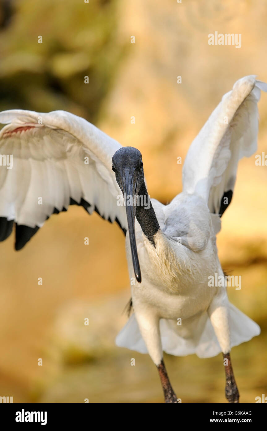 Ritratto verticale di adulto di sacra africana ibis, Threskiornis aethiopicus, sbattimenti ali. Foto Stock