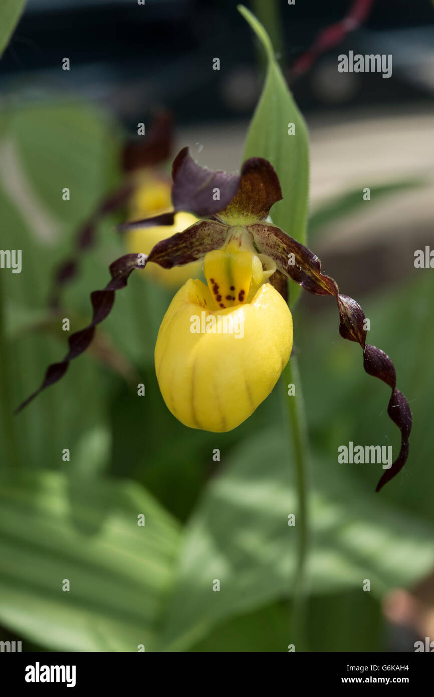 Pianella della Madonna Orchid, Cypripedium calceolus, crescendo in Ghiaioni calcarei, nello Yorkshire, Regno Unito. Giugno. Foto Stock