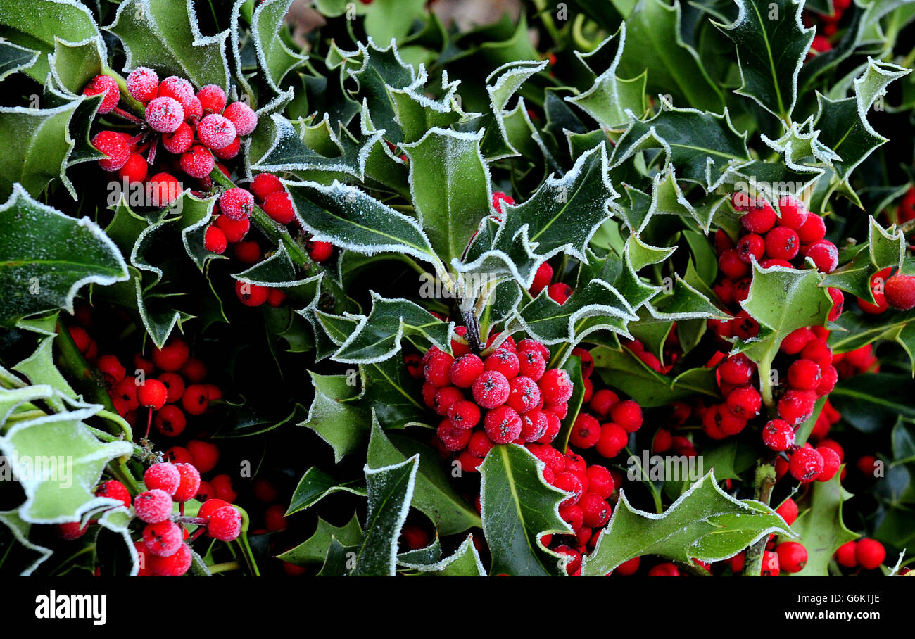 Holly coperto di gelo alla vendita all'asta di agrifoglio, mistletoe, corone e alberi di Natale a Bromyard Road Business Park, Tenbury Wells, Worcestershire. Foto Stock