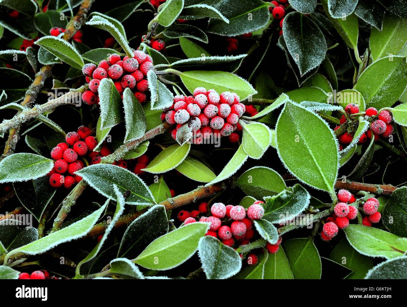 Holly coperto di gelo alla vendita all'asta di agrifoglio, mistletoe, corone e alberi di Natale a Bromyard Road Business Park, Tenbury Wells, Worcestershire. Foto Stock