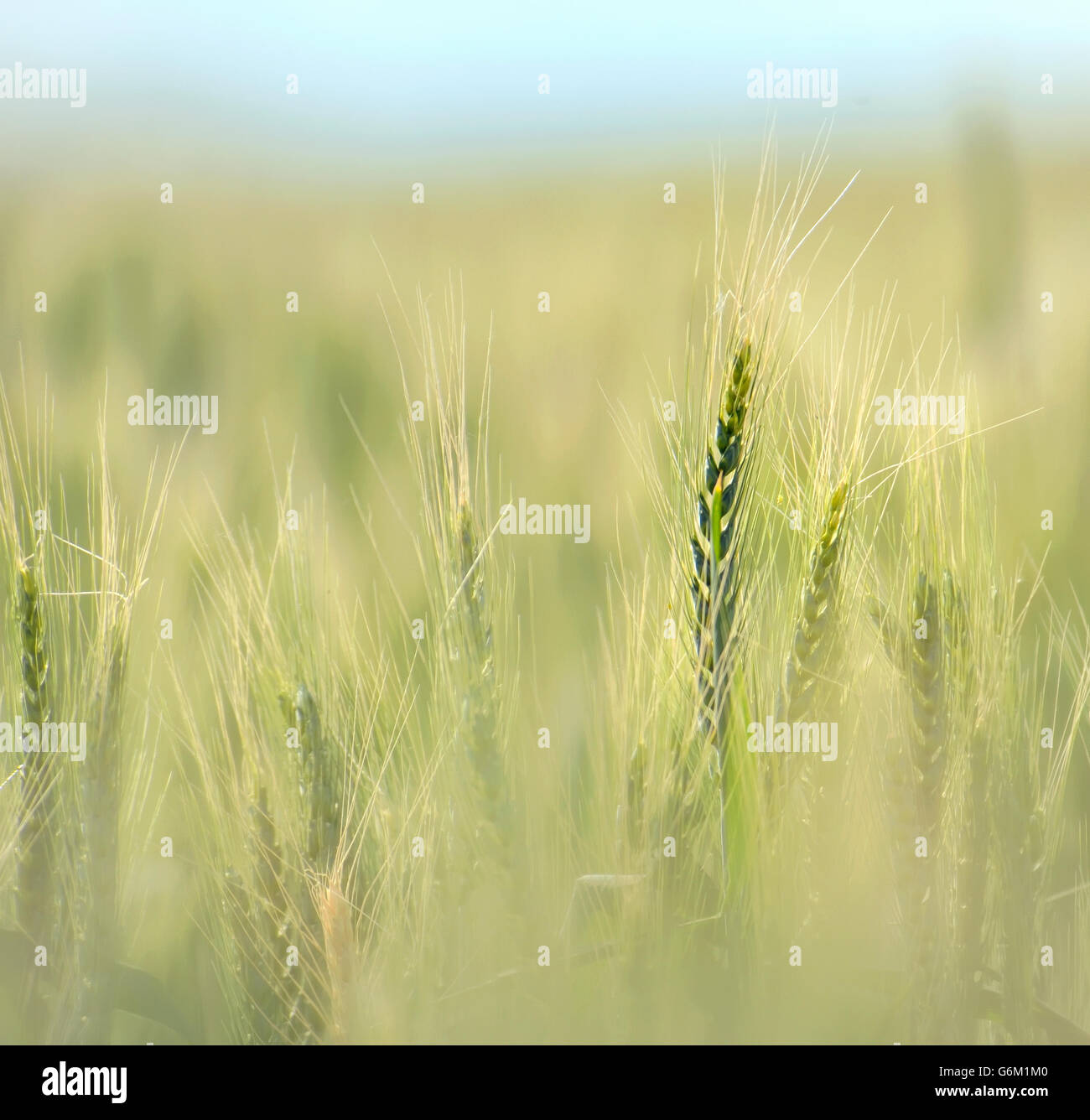Campo di grano a inizio estate al tramonto Foto Stock
