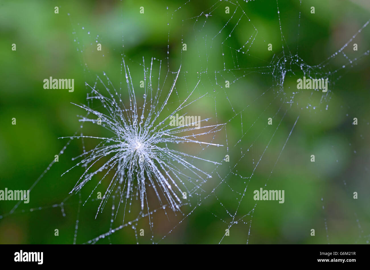 Una ripresa macro di un paracadute di tarassaco e spider web Foto Stock