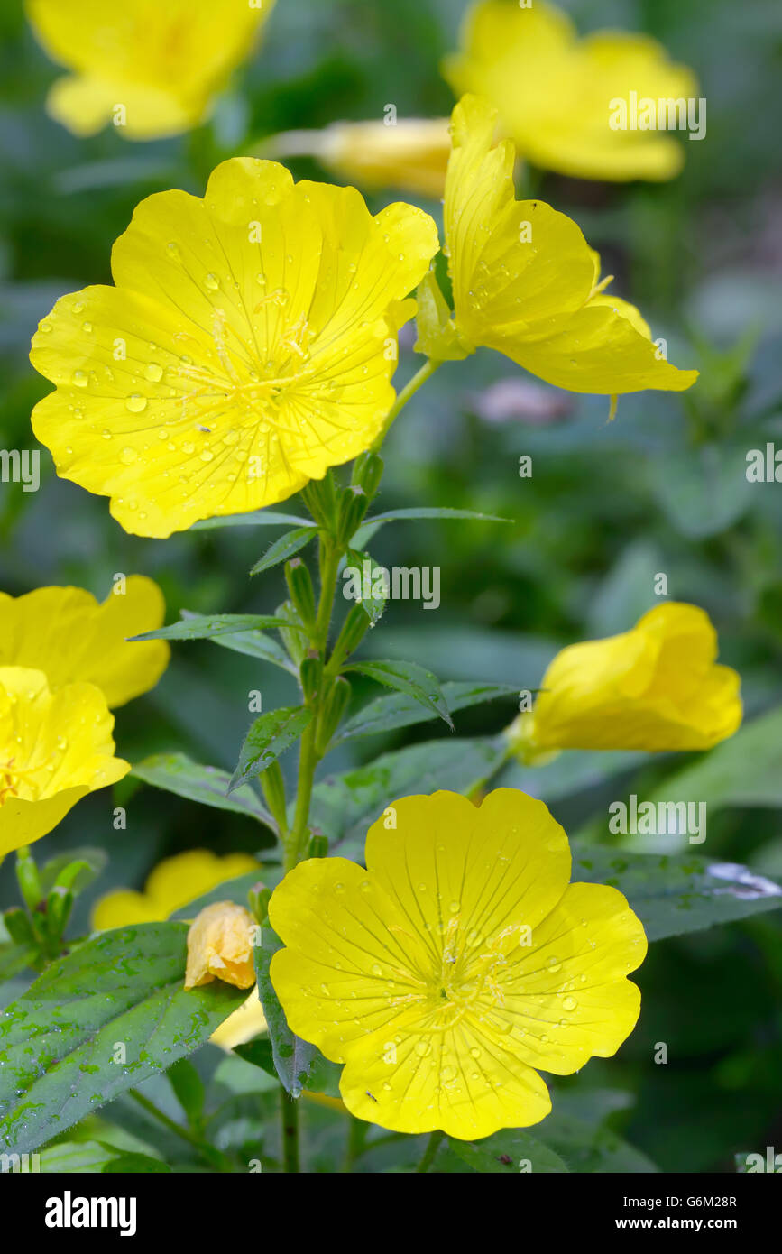 Evening Primerose (oenothera biennis) in giardino Foto Stock