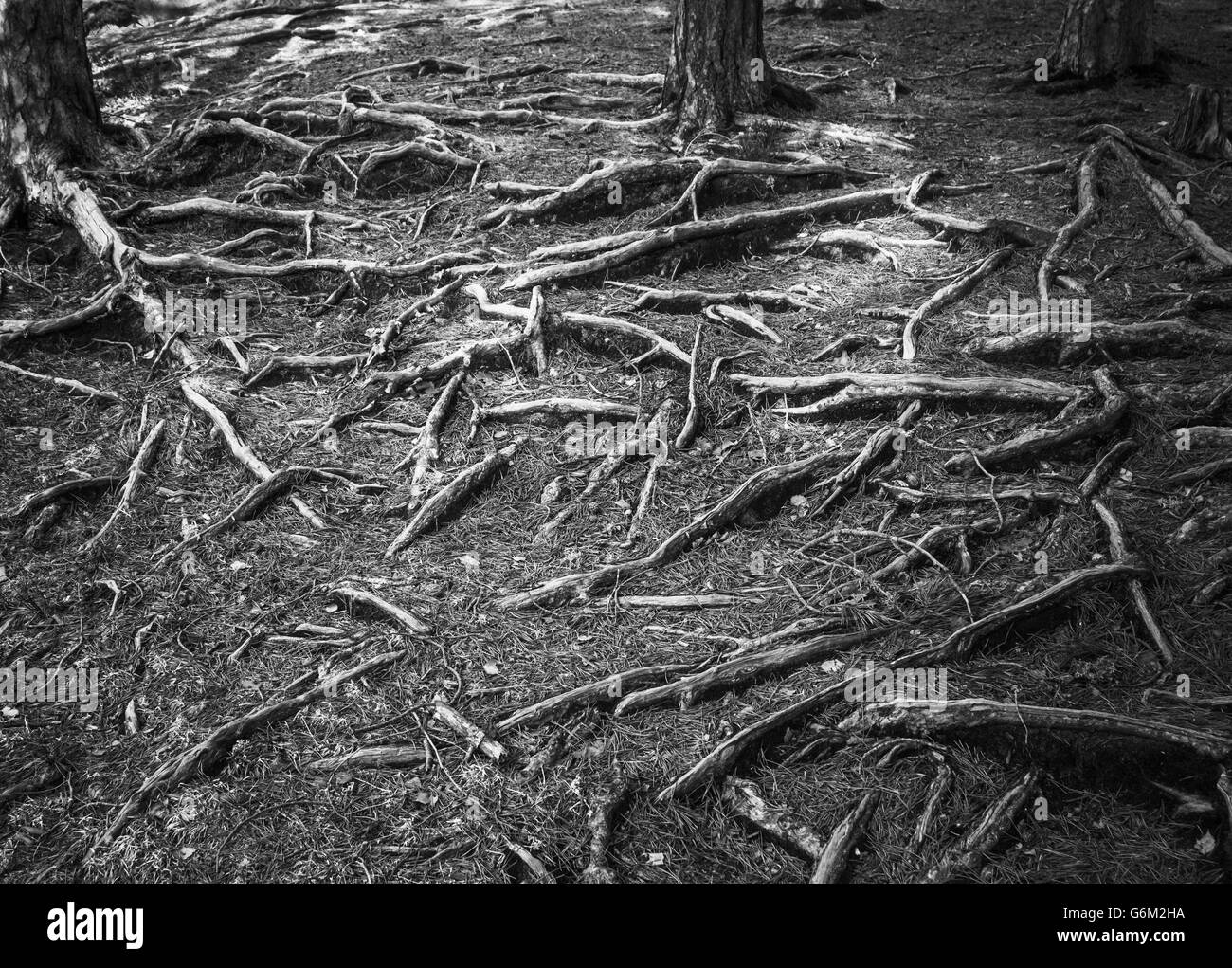 Le radici degli alberi, close-up Foto Stock