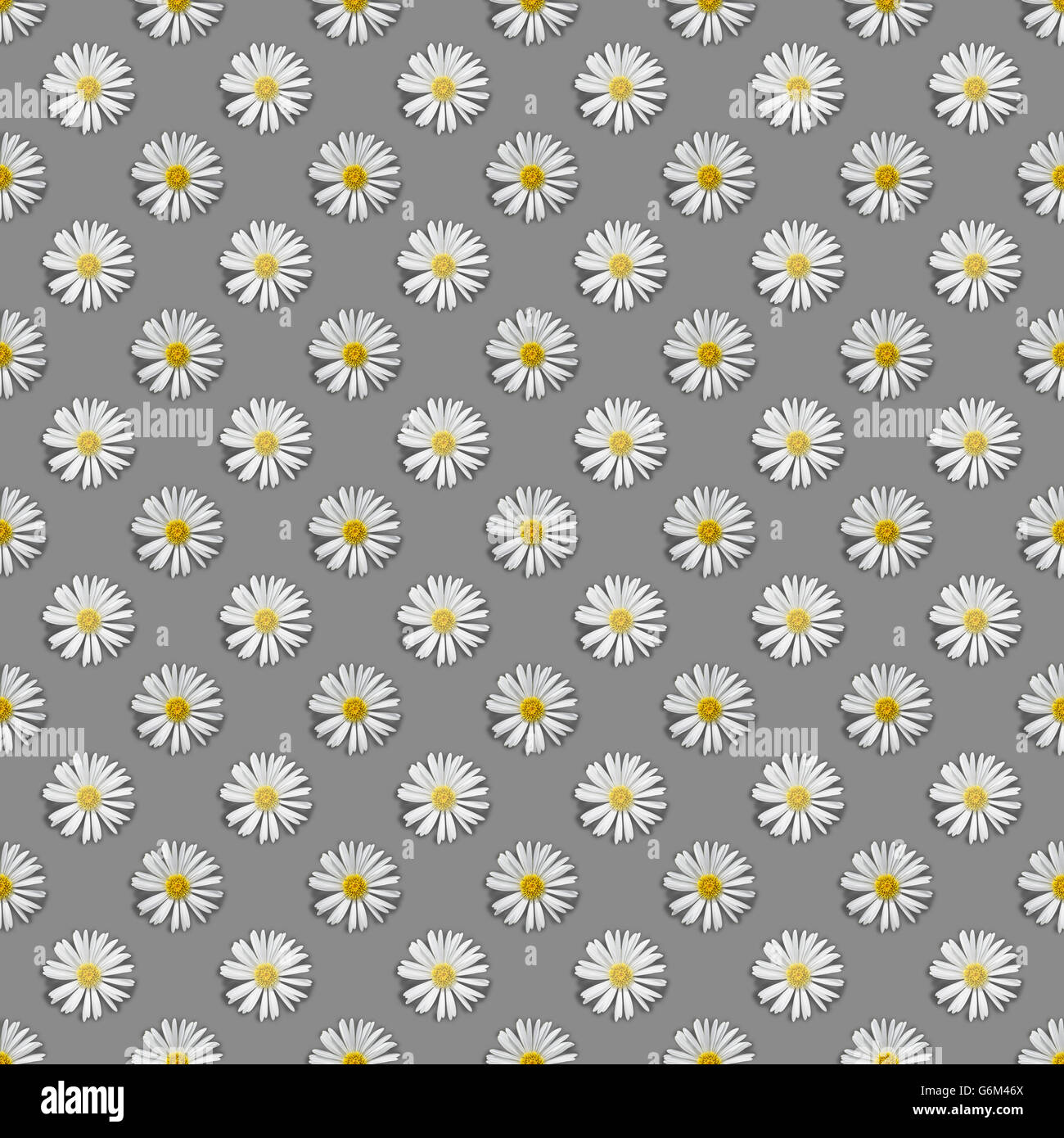 Seamless repeat pattern piastrellate di bianco Celmisia Hookeri montagna fiori a margherita contro un pallido sfondo grigio Foto Stock