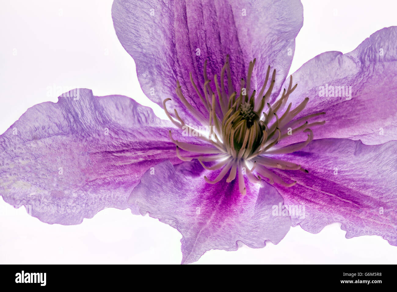 Viola la clematide. Questo white Clematis fiore è stato isolato e retro illuminati per mostrare la sua bellezza e la sua delicata struttura di petalo Foto Stock