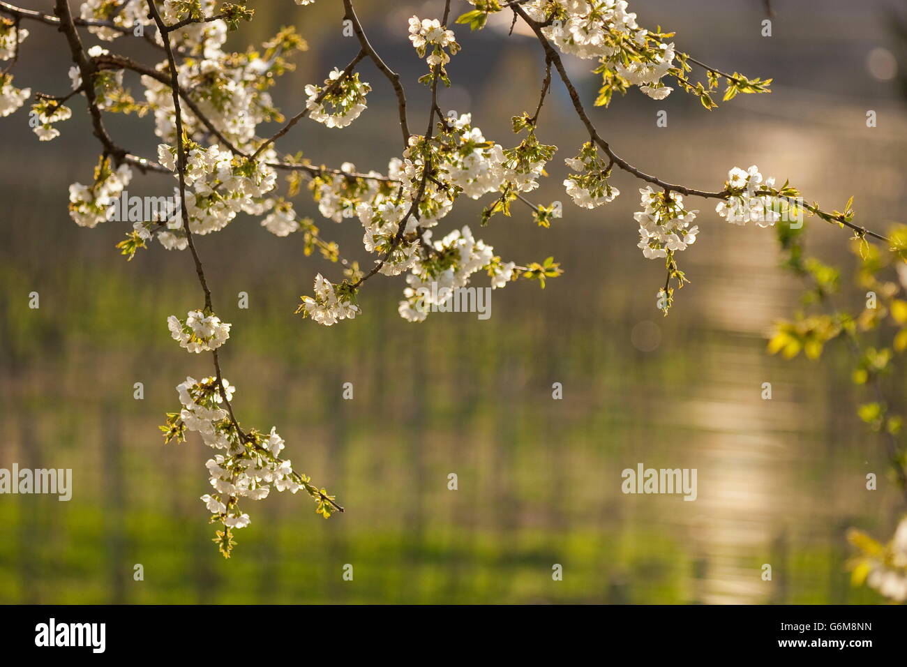 Il ciliegio, fioritura, Germania / (Prunus) Foto Stock