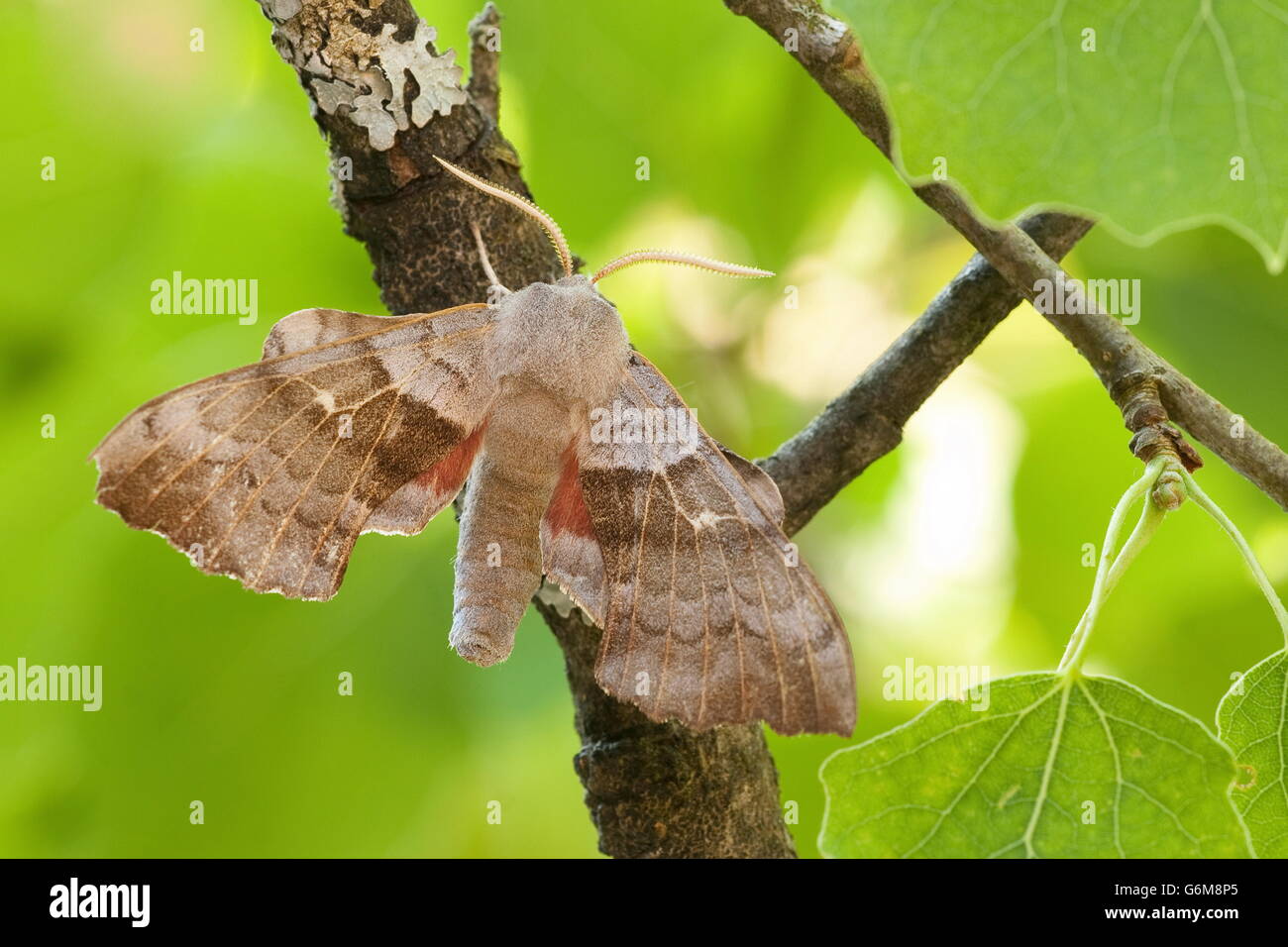 Il PIOPPO Hawk-moth, Germania / (Laothoe populi) Foto Stock