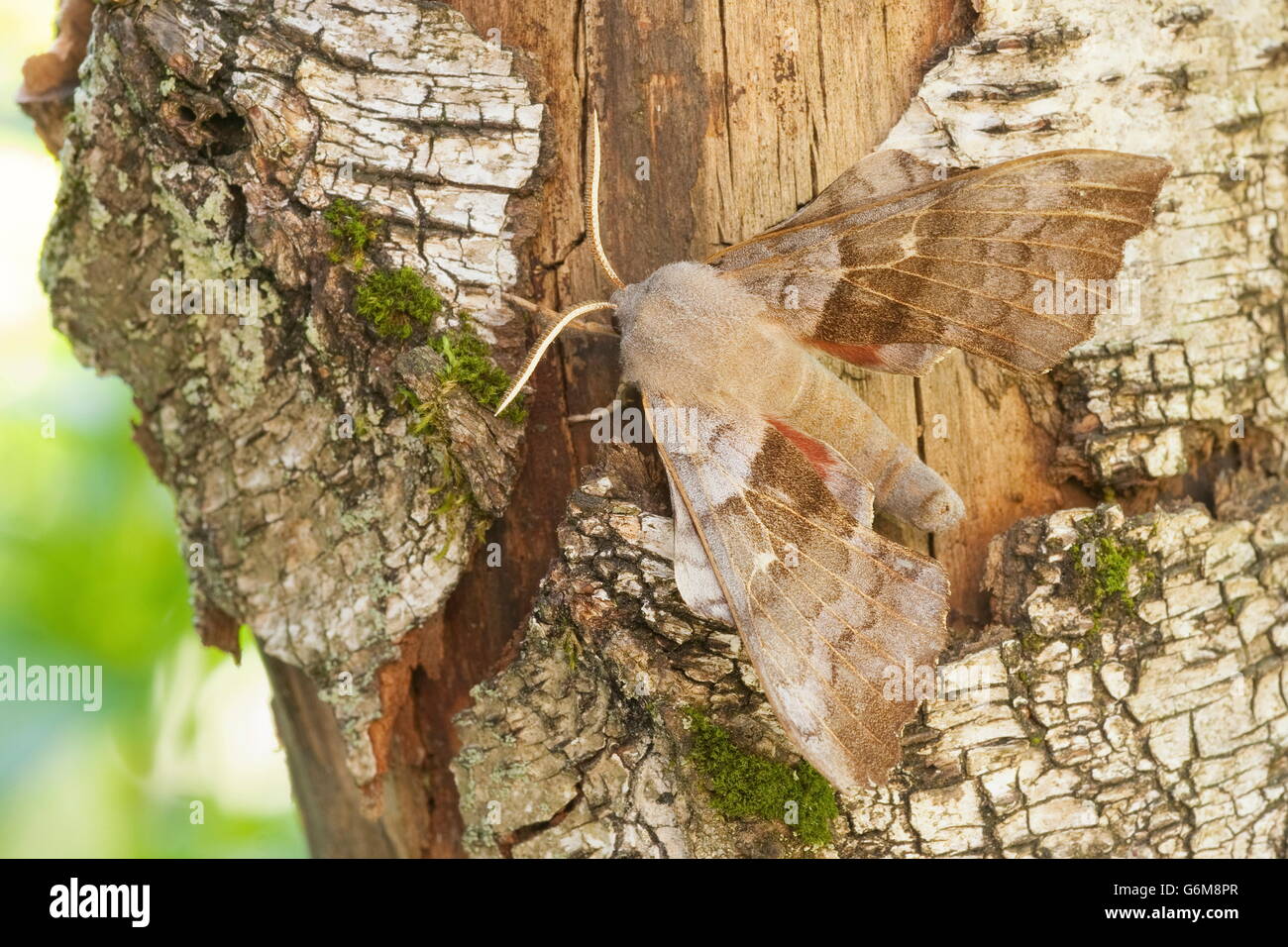 Il PIOPPO Hawk-moth, Germania / (Laothoe populi) Foto Stock