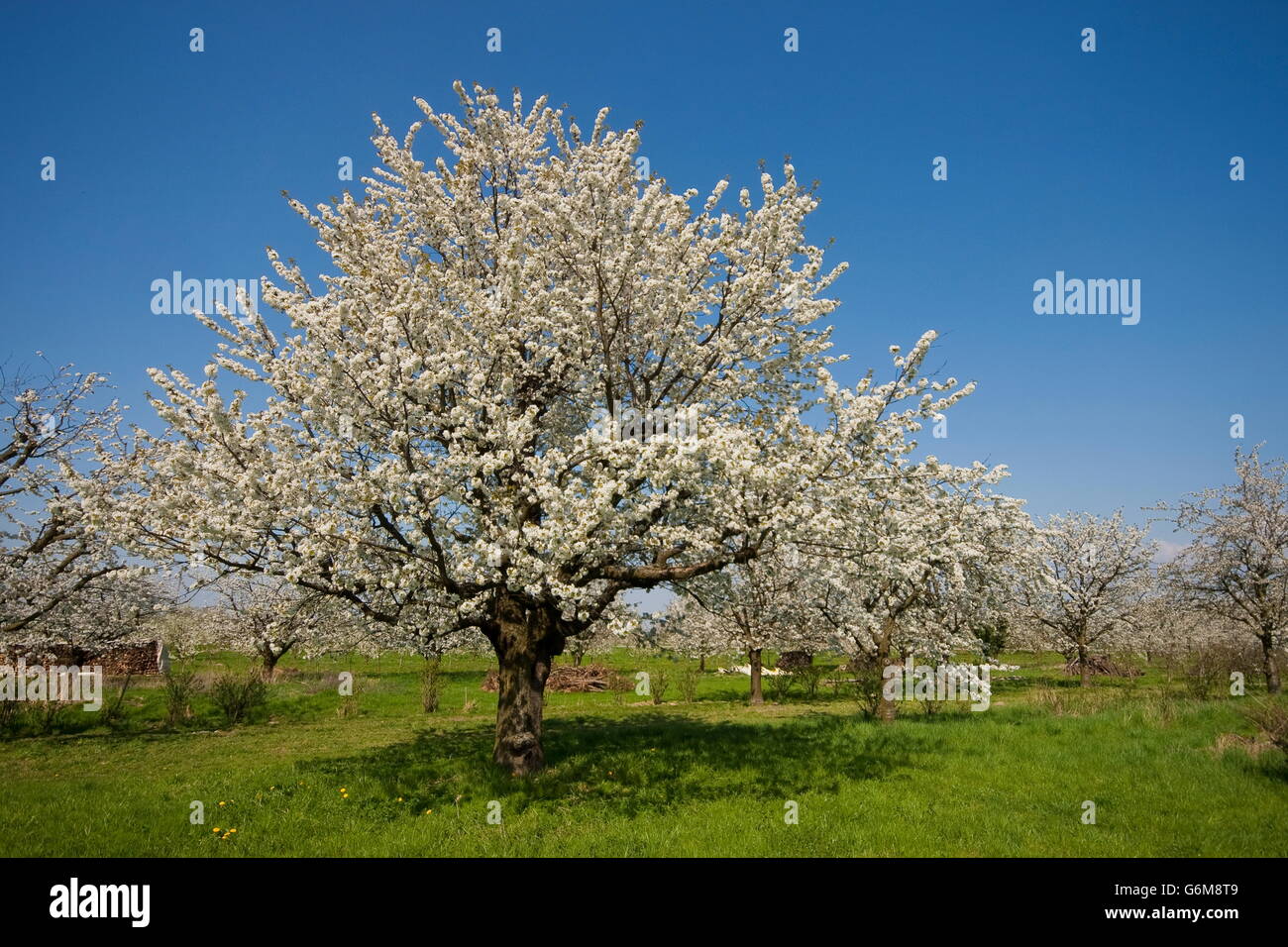 Il ciliegio, fioritura in primavera, Kaiserstuhl, Germania / (Prunus) Foto Stock