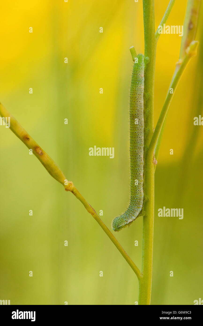Punta di colore arancione, Caterpillar, Germania / (Anthocharis cardamines) Foto Stock