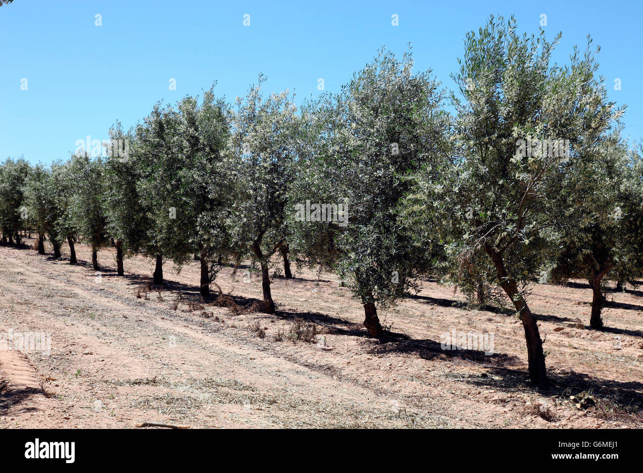 Oliveto nella Rueda, Spagna Foto Stock